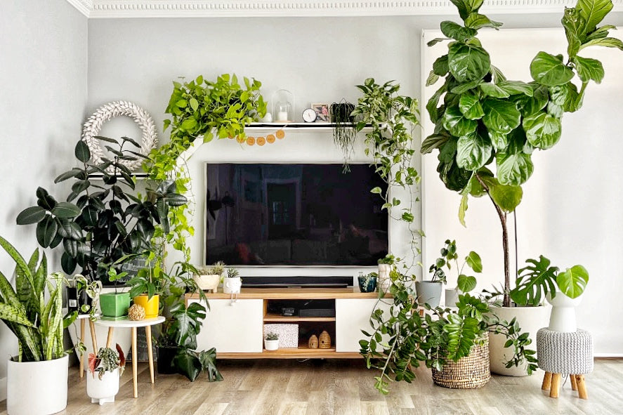 Low maintenance plant collection, indoor pot plants, PerkyPod living room plants, plants for beginners, top 5 low maintenance plants, TV wall, plant shelf, indoor plants, houseplants