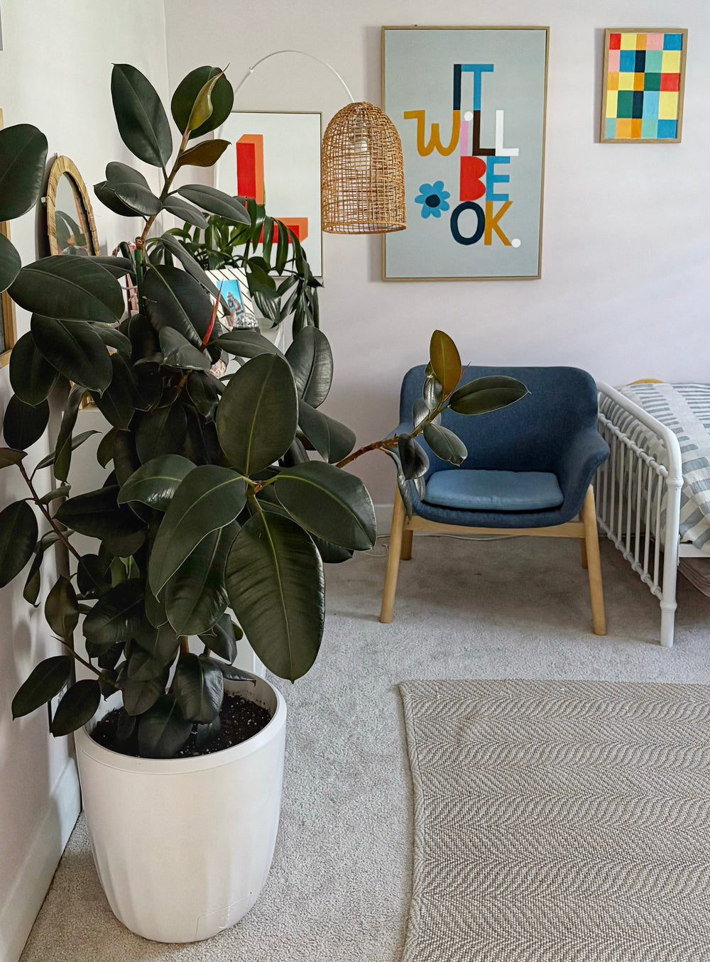 A large ficus burgundy (Rubber Tree) sits in a large white PerkyPod plant pot on a the carpet of a colourful bedroom