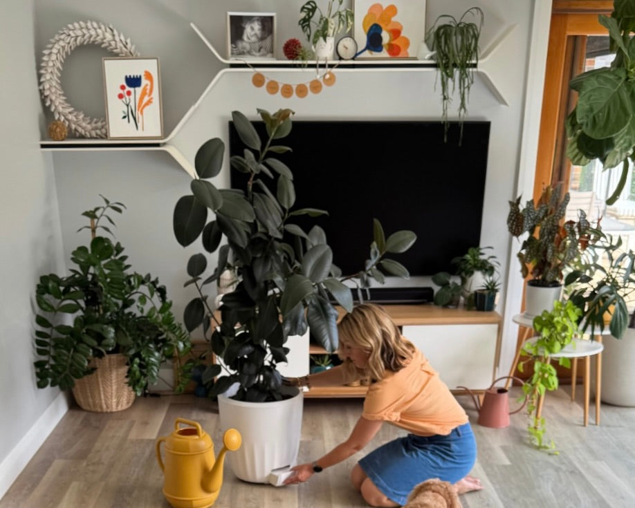 PerkyPod founder, Louise, is demonstrating how to pull out the water catchment drawer in PerkyPod large white plant pot. A large Rubber Tree sits in the pot and there's a yellow watering can in the foreground
