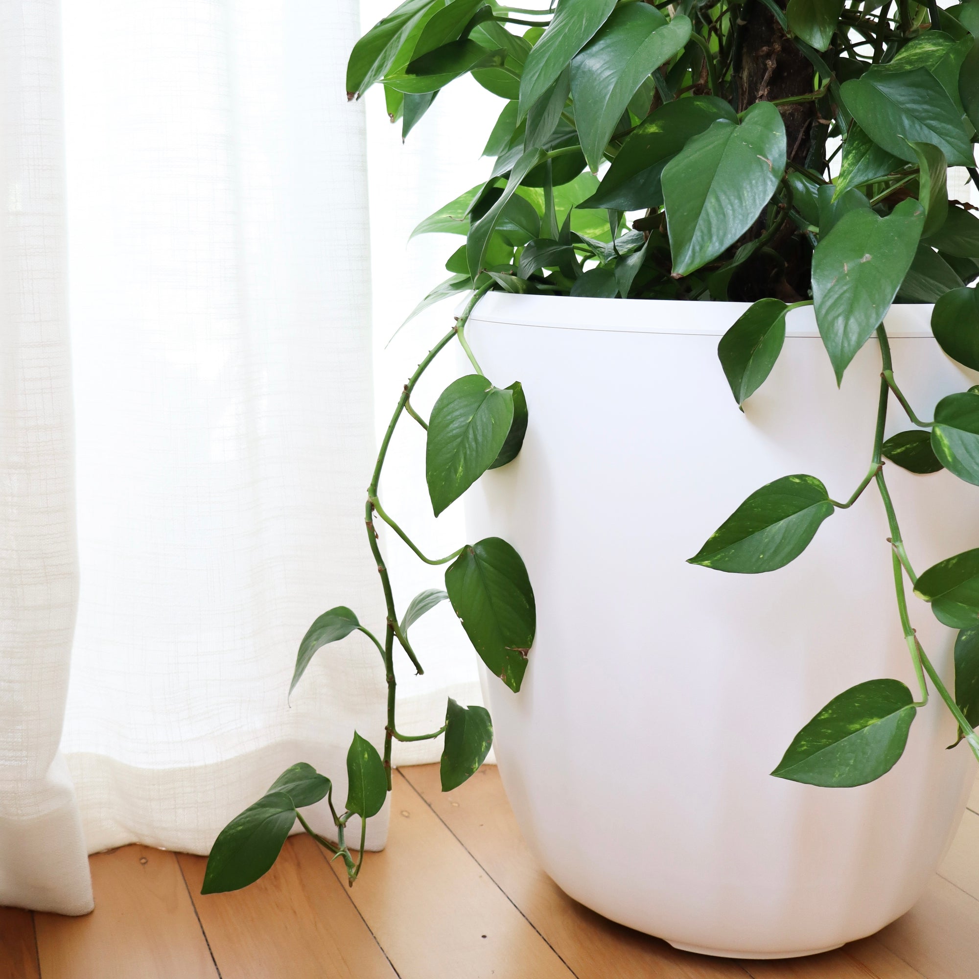 Image showing a PerkyPod self-draining plant pot inside a home. It is located on wooden floorboards in front of a window that is covered with linen sheer curtains self watering.