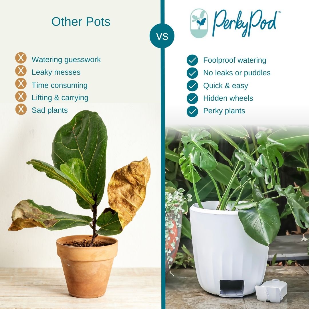 PerkyPod white plant pot solves all the problems of normal pots including watering guesswork, leaks, time consuming, lifting, carrying, sad plants