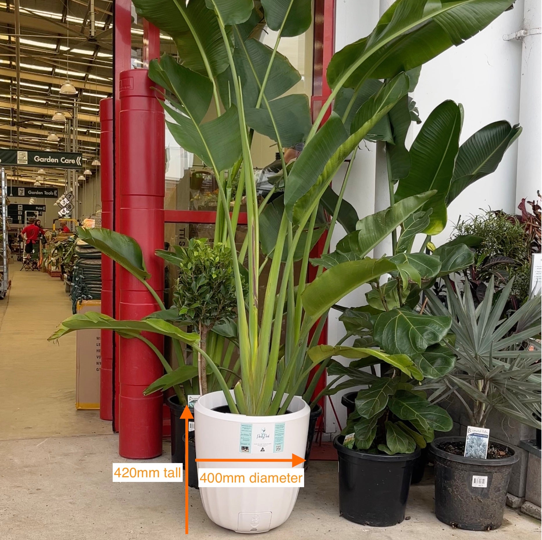 PerkyPod white plant pot at nursery with huge houseplant dimensions 420mm tall 400m diameter