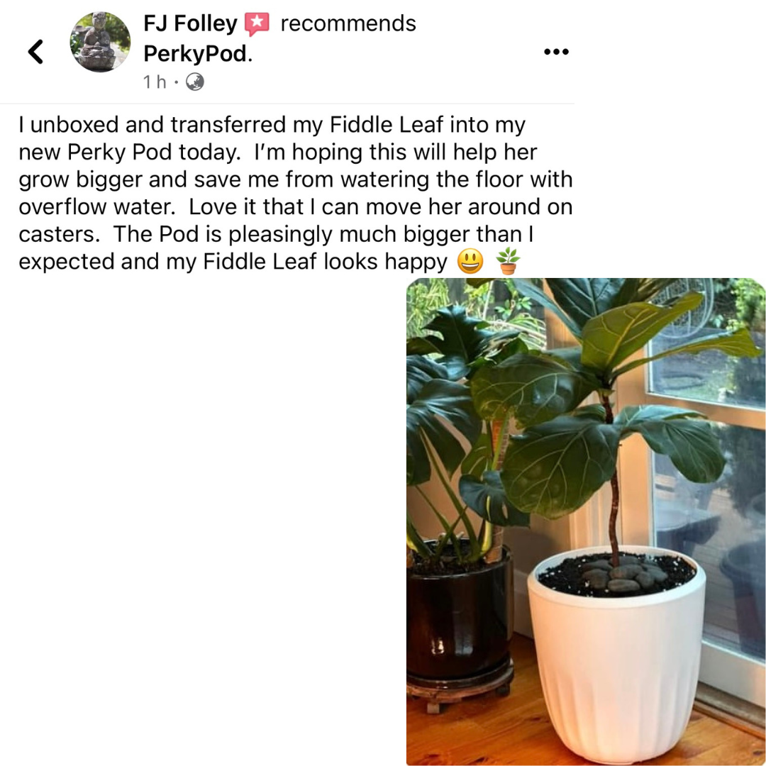User review recommendation PerkyPod white plant pot fiddle leaf fig large plant pot