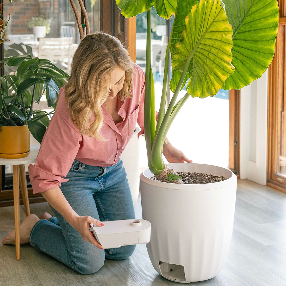 A large white PerkyPod plant pot sits on wooden floor boards inside a home and it contains a large, lush Elephant Ear plant (an Alocasia). A woman is kneeling down beside the plant and has removed the PerkyPod water drawer. She is holding the drawer in her hands.