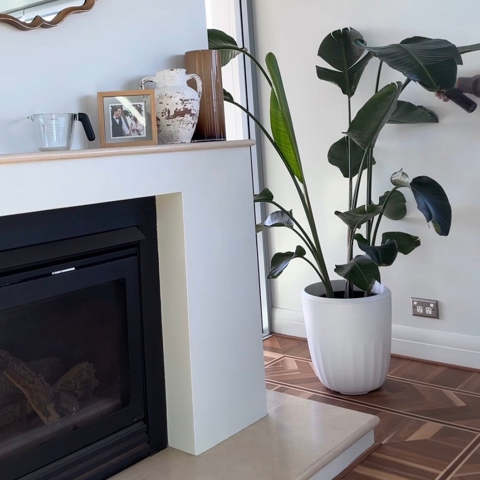 PerkyPod plant pot has a large, lush Bird of Paradise houseplant in it. It sits on a beautiful parketry (wooden floorboard) floor. There is a fireplace to the left and a window behind the plant.