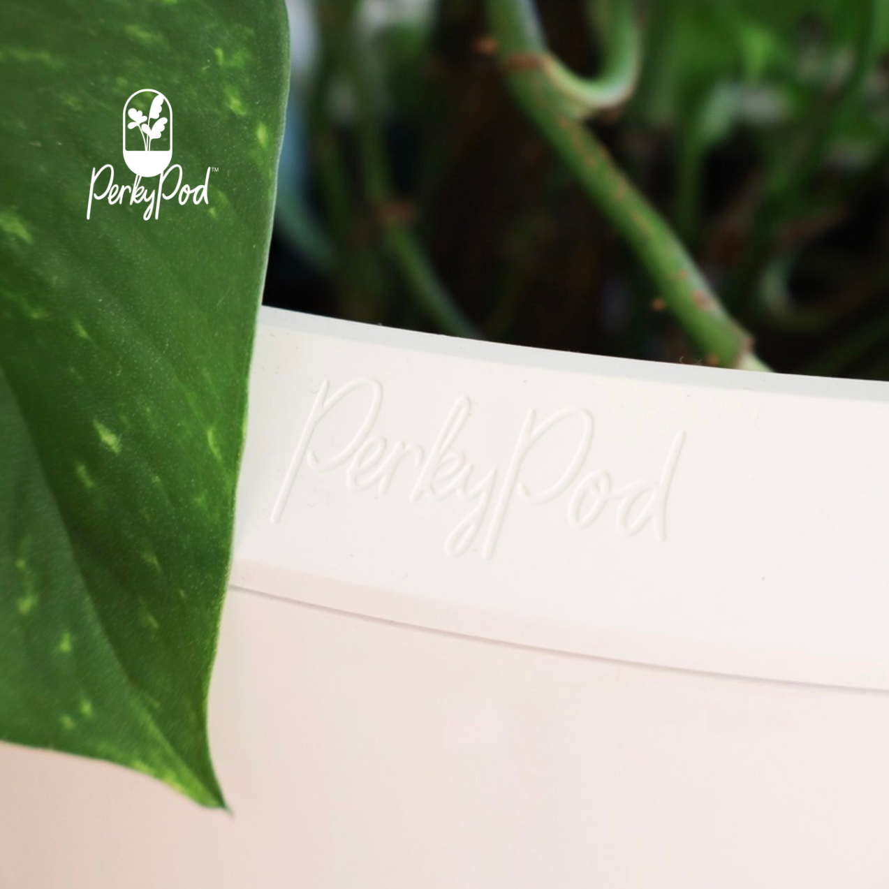 PerkyPod logo on a top edge of the plant pot with green leaves in the background