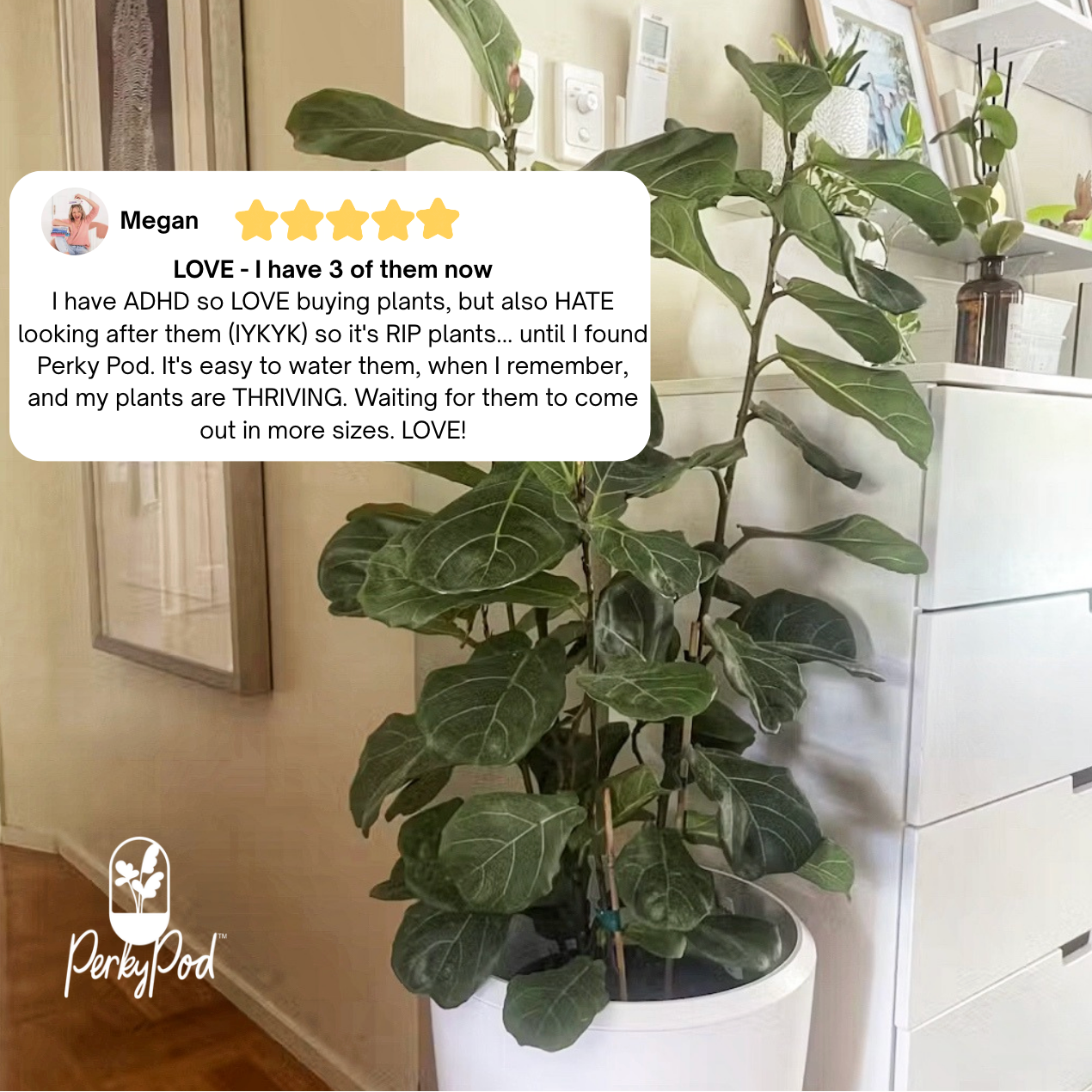 Potted plant with a customer review overlay and Perky Pod logo. The five star review says the customer has three pots now and they are great for her ADHD as watering and emptying the pot can be done when she remembers. Plants are thriving.
