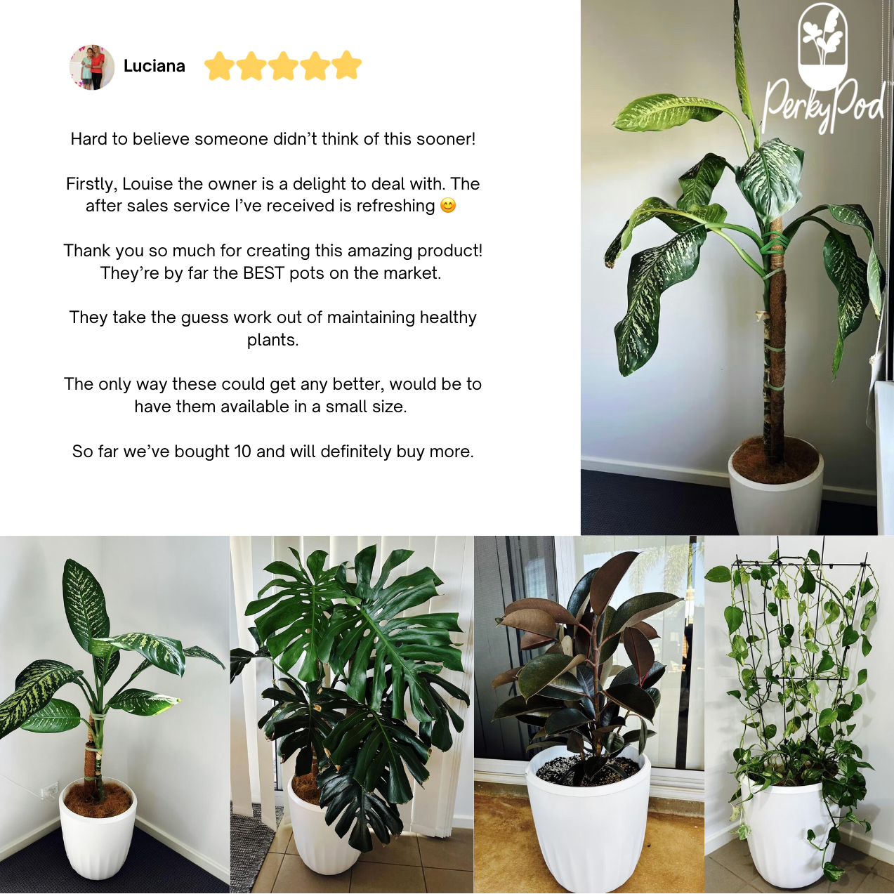 Product review with images of plants and Perky Pod logo. Customer Luciana has provided five photos of various plants in PerkyPod plant pots and awards it five stars. She says it's hard to believe someone didn't think of this sooner.