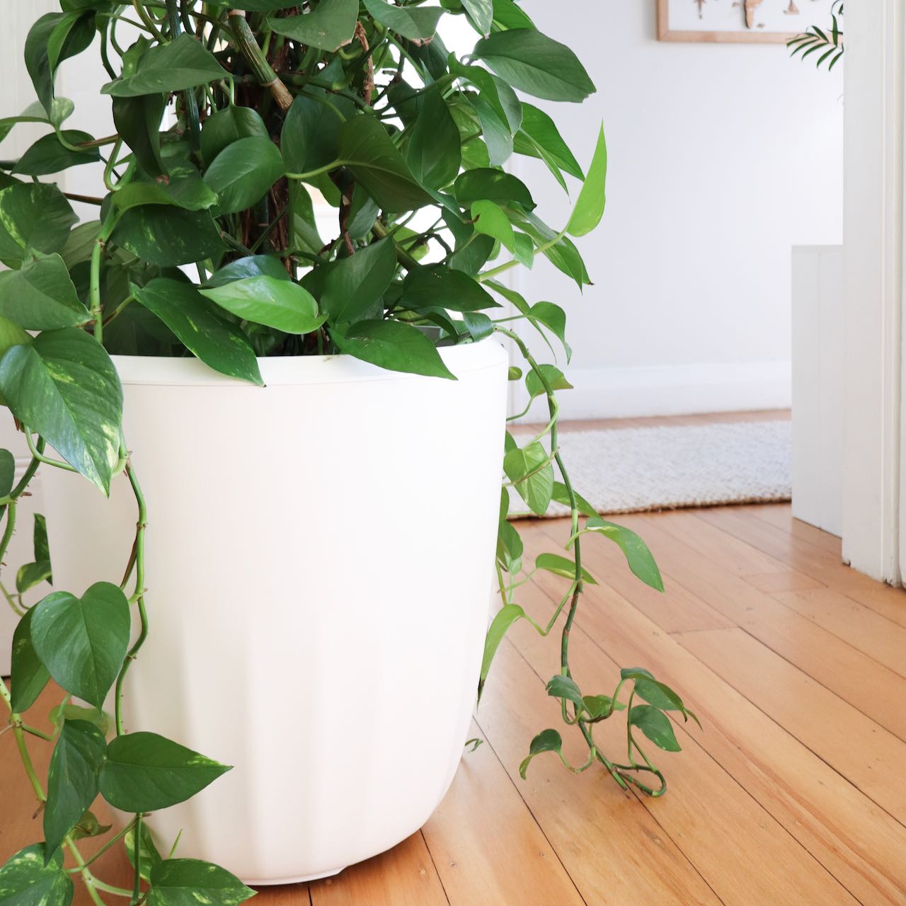 PerkyPod large white plant pot with green ivy houseplant trailing over the edges. Living room on wooden floorboards. Large indoor plant.
